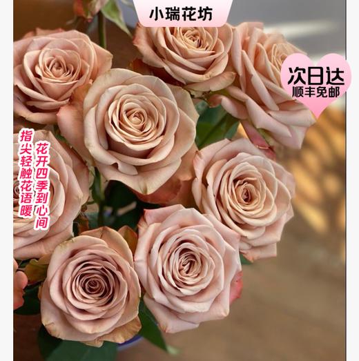 【次日达】卡布奇诺（10支）温柔的爱、不期而遇、十分喜爱‌ 商品图0