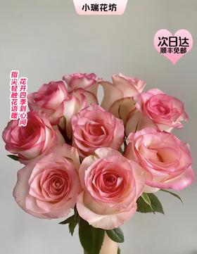 【次日达】爱莎玫瑰（10支）玫瑰中的“劳斯莱斯”