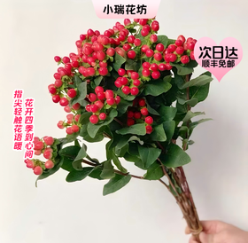 【次日达】红豆(1把) 充满节日气氛  相思豆