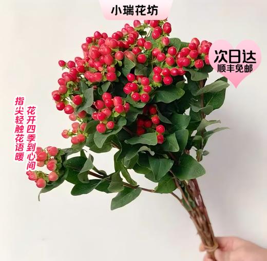 【次日达】红豆(1把) 充满节日气氛  相思豆 商品图0