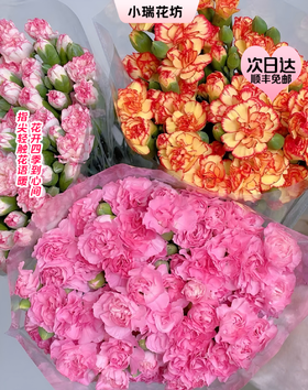 【次日达】多头康乃馨（1把）体态玲珑  斑谰雅洁