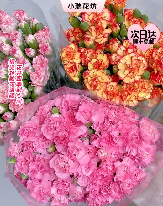 【次日达】多头康乃馨（1把）体态玲珑  斑谰雅洁 商品图0