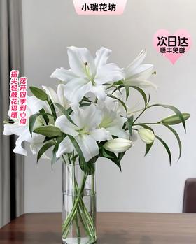 【次日达】双头白百合（3支）纯洁、庄严 香味满溢