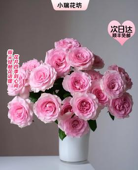 【次日达】洛神玫瑰（10支）洛神仙子  仙气飘飘