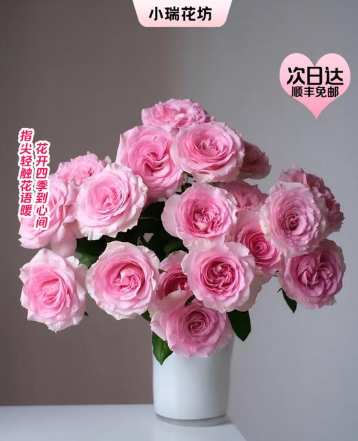 【次日达】洛神玫瑰（10支）洛神仙子  仙气飘飘 商品图0