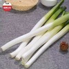 优选|正宗章丘大葱  颗颗精选 人工去皮 脆甜微辣 5斤 商品缩略图1