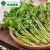 放心香菜 约50g/袋 商品缩略图0