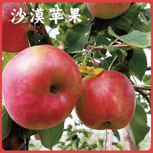 【同行精选】内蒙古沙漠有机苹果 生态种植 自然生长不套袋  口感丰富 持久回味（生鲜不易保存，下单后注意物流信息和电话，及时取件） 商品图0