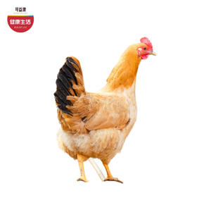 优选|大别山散养土鸡 肉质嫩不干柴 鸡肉味足 活鸡现杀  2只