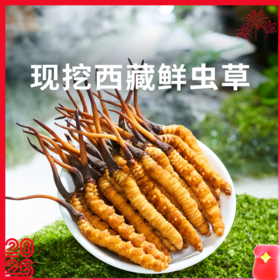 【现挖西藏鲜虫草】季节限定福利高端滋补补充满满能量