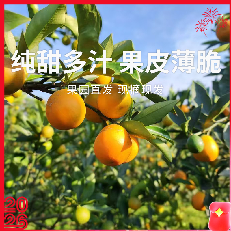 【脆皮金桔】果肉细腻多汁 一口爆汁大甜桔 膳食纤维丰富 3斤装