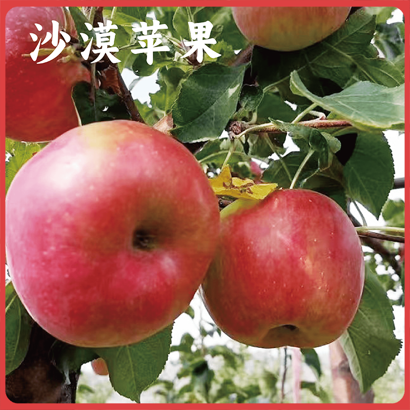 【同行精选】内蒙古沙漠有机苹果 生态种植 自然生长不套袋  口感丰富 持久回味（生鲜不易保存，下单后注意物流信息和电话，及时取件）