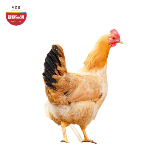 优选|大别山散养土鸡 肉质嫩不干柴 鸡肉味足 活鸡现杀  2只 商品图0