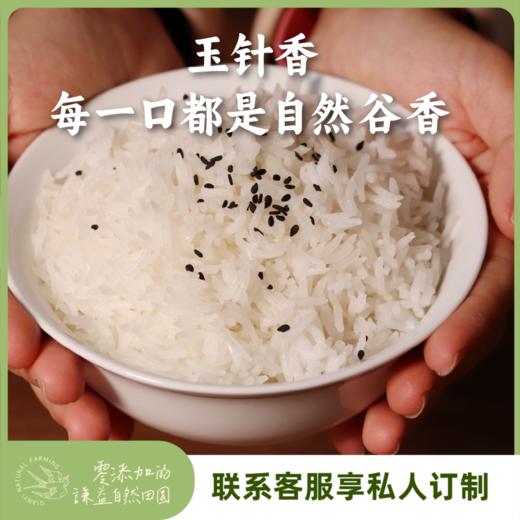 【周期购】【2025年新粮】玉针香大米5斤季卡 共30斤  分3次发货 每月发货10斤 （默认15日发货，需要提前发货联系客服备注） 商品图0