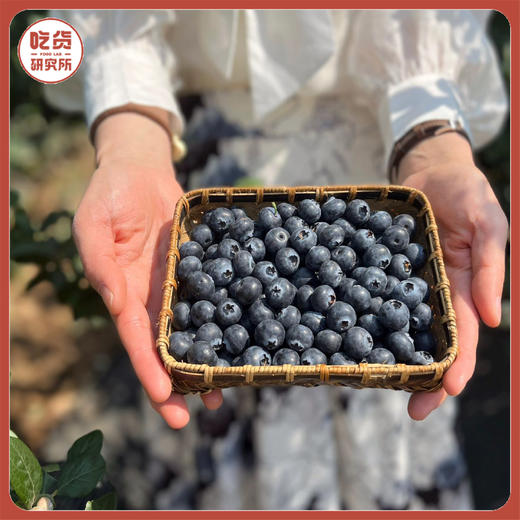 【高甜爆汁 自带花香】云南云端初露蓝莓 现摘现发【礼盒包装 顺丰快速】 商品图0
