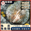 【一条主骨 不卡喉】【配料表干净 活杀速冻锁鲜 低脂高蛋白】鱼宗师 广东阳江·海水鲷鱼 天然咸淡水交汇 无腥 商品缩略图0