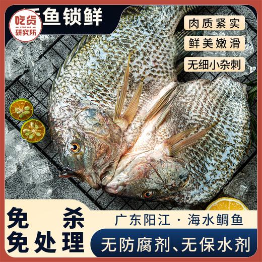 【一条主骨 不卡喉】【配料表干净 活杀速冻锁鲜 低脂高蛋白】鱼宗师 广东阳江·海水鲷鱼 天然咸淡水交汇 无腥 商品图0