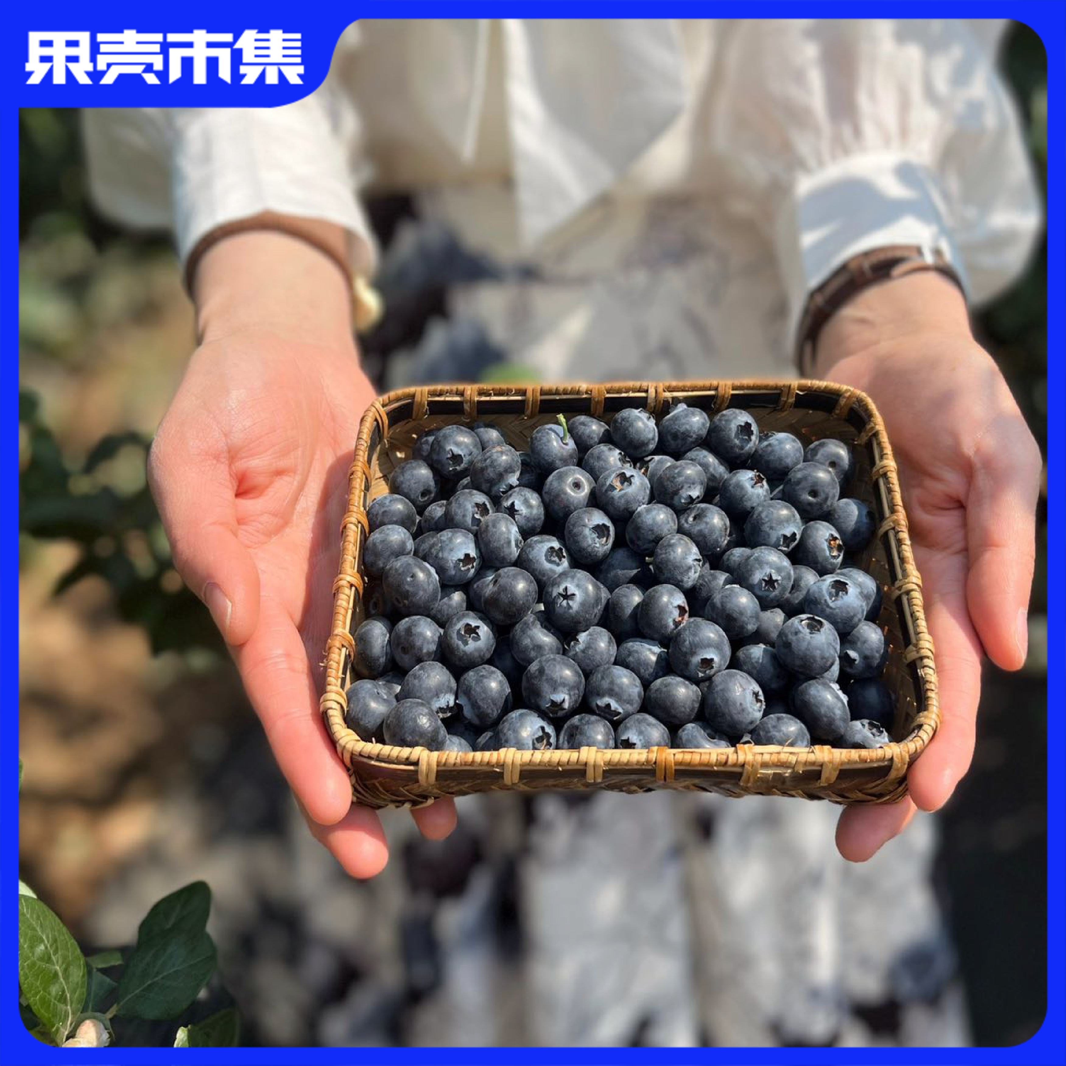 4月5日下架【 高甜爆汁 自带花香】云南云端初露蓝莓 现摘现发【礼盒包装 顺丰快速】