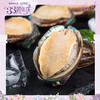 【BF】华信带壳鲍鱼 400g（提货时间：4.9-4.21） 商品缩略图0