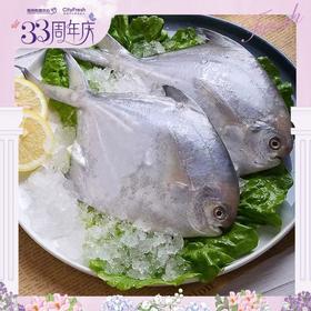 【BF】蓝雪东海银鲳鱼 480g（提货时间：4.9-4.21）