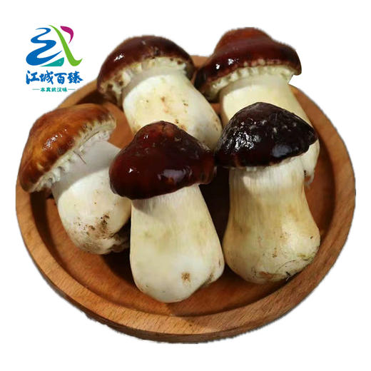 【武汉.黄陂】江城百臻赤松茸鲜菇500g±40g 商品图0