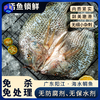 【一条主骨 不卡喉】【配料表干净 活杀速冻锁鲜 低脂高蛋白】鱼宗师 广东阳江·海水鲷鱼 天然咸淡水交汇 无腥 商品缩略图0
