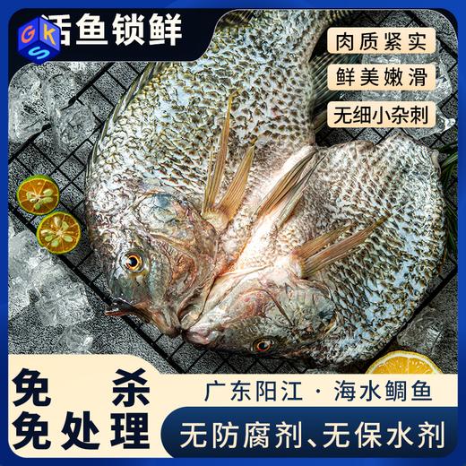 【一条主骨 不卡喉】【配料表干净 活杀速冻锁鲜 低脂高蛋白】鱼宗师 广东阳江·海水鲷鱼 天然咸淡水交汇 无腥 商品图0