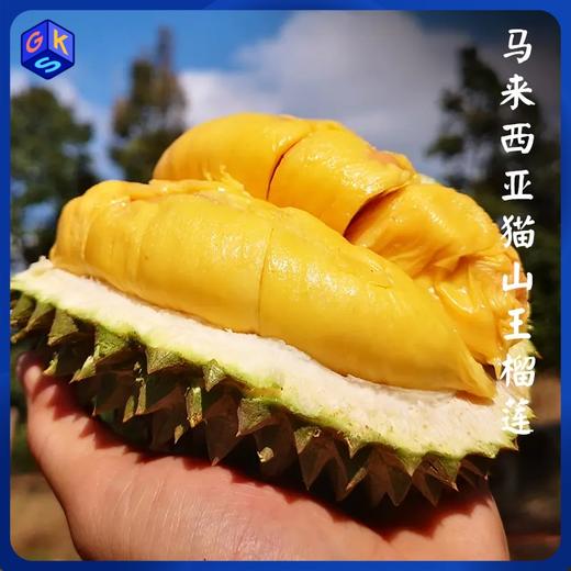 【冰淇淋口感 入口即化】马来西亚猫山王榴莲   中果3.8斤+/大果5斤+丨果蔬生鲜 商品图0