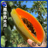 【树上自然熟】海南·红心牛奶木瓜 顺丰/京东发货 商品缩略图0