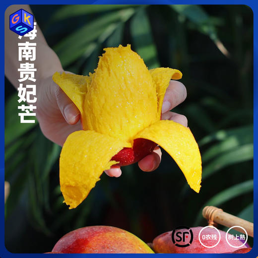 【树上自然熟 肉厚核小】海南贵妃芒 果肉细腻 甜美多汁 3-5天发货 商品图0