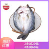 优选|珠海白蕉海鲈鱼   肉质滑嫩  蒜瓣肉刺少  鲜香不腥   400-500g/条 商品缩略图0