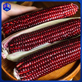 【顺丰快递】 红宝石玉米 可以直接吃的玉米 清甜脆嫩 颗粒饱满 甘甜少渣 亦蔬亦果