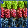 顺丰空运【云南大理宾川🍇双拼/三拼】特级妮娜皇后&阳光玫瑰&蓝宝石葡萄 商品缩略图1