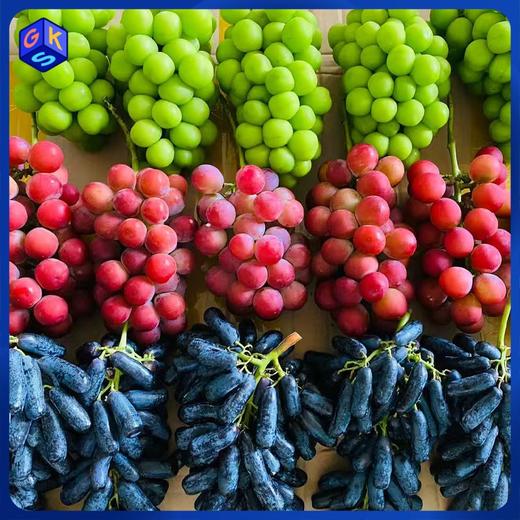顺丰空运【云南大理宾川🍇双拼/三拼】特级妮娜皇后&阳光玫瑰&蓝宝石葡萄 商品图1