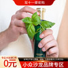 赫美蒂嘉 若草狮子 Hermetica Greenlion 分装 商品缩略图0